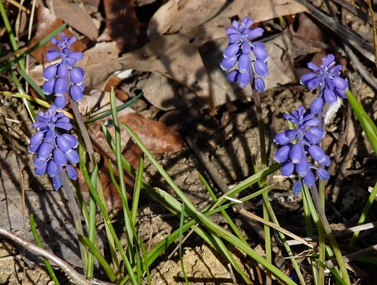 {Muscari botryoides}